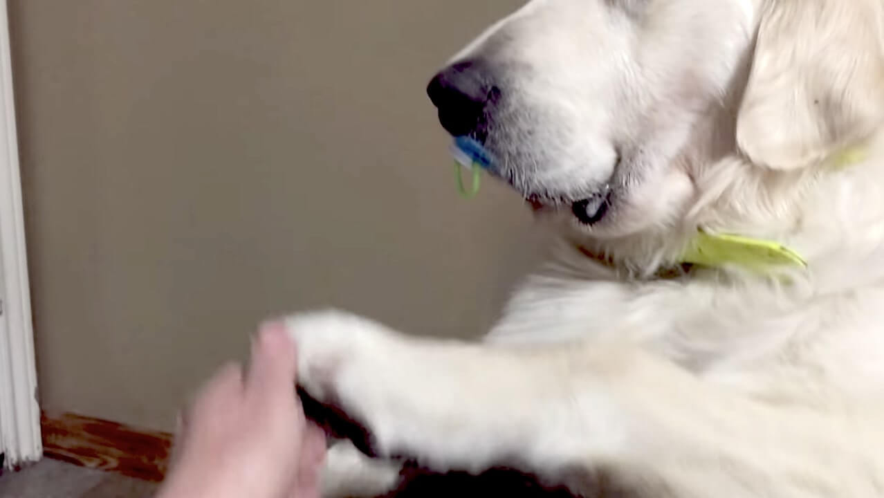 ゴールデンレトリーバー,動画