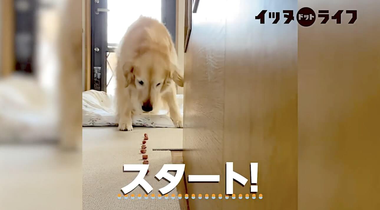 ゴールデン,動画,イッヌドットライフ