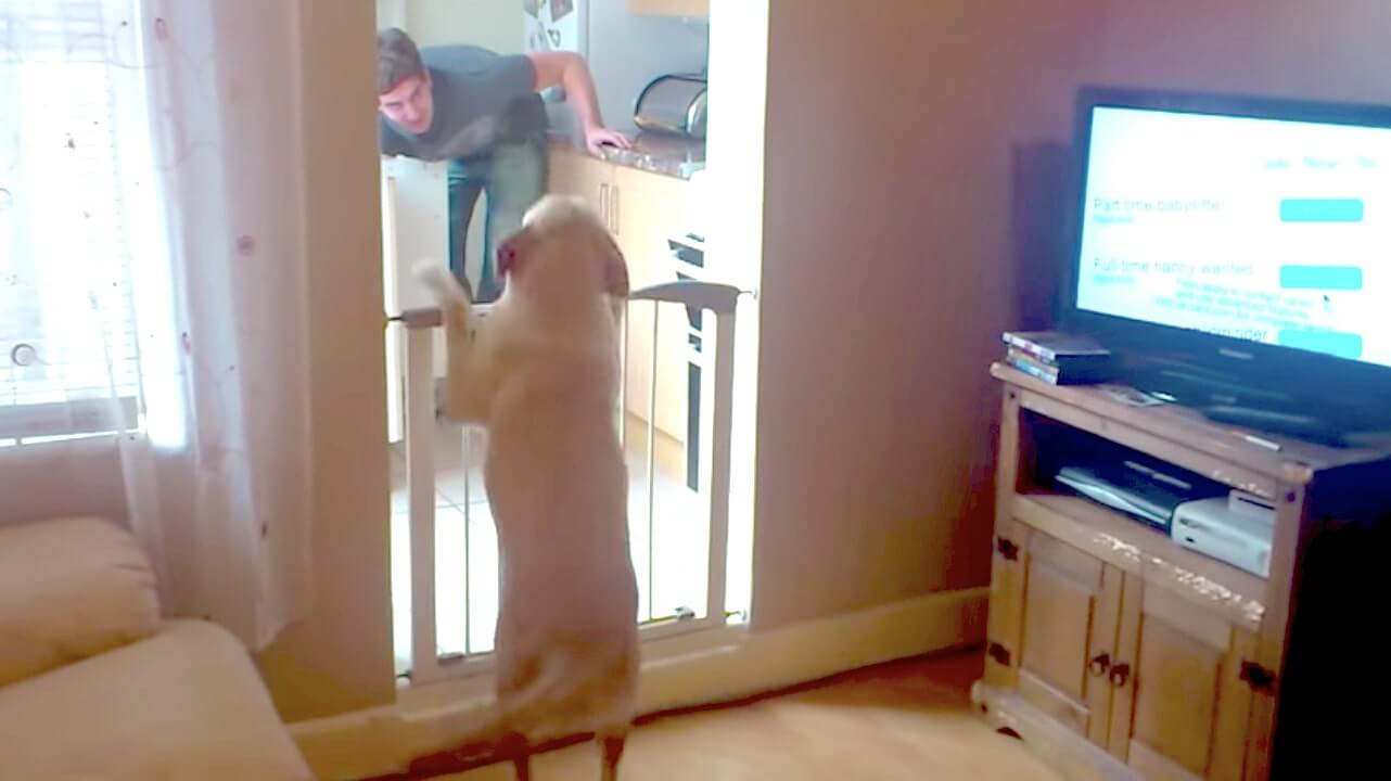 ラブラドールレトリーバー,動画