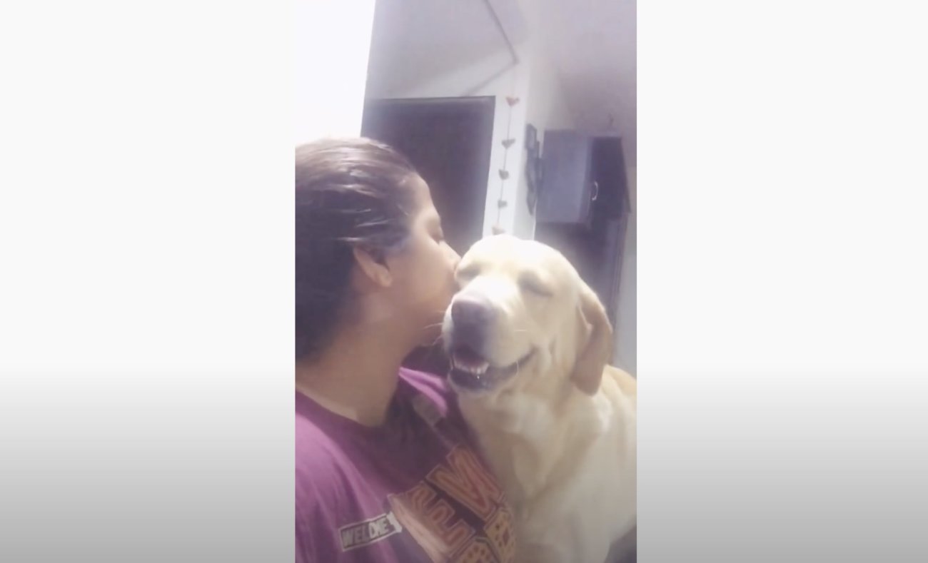 ラブラドールレトリーバー,動画