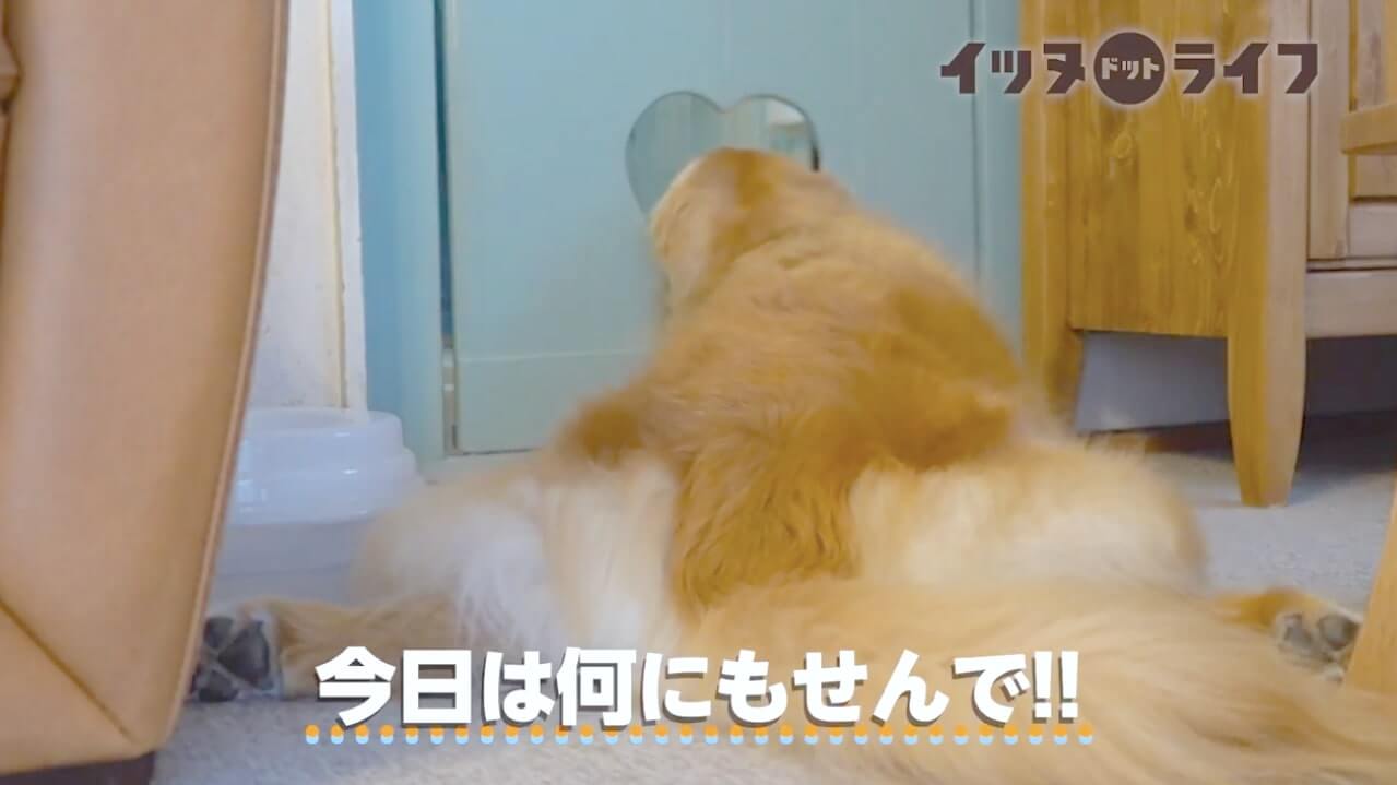 ゴールデン,動画,イッヌドットライフ