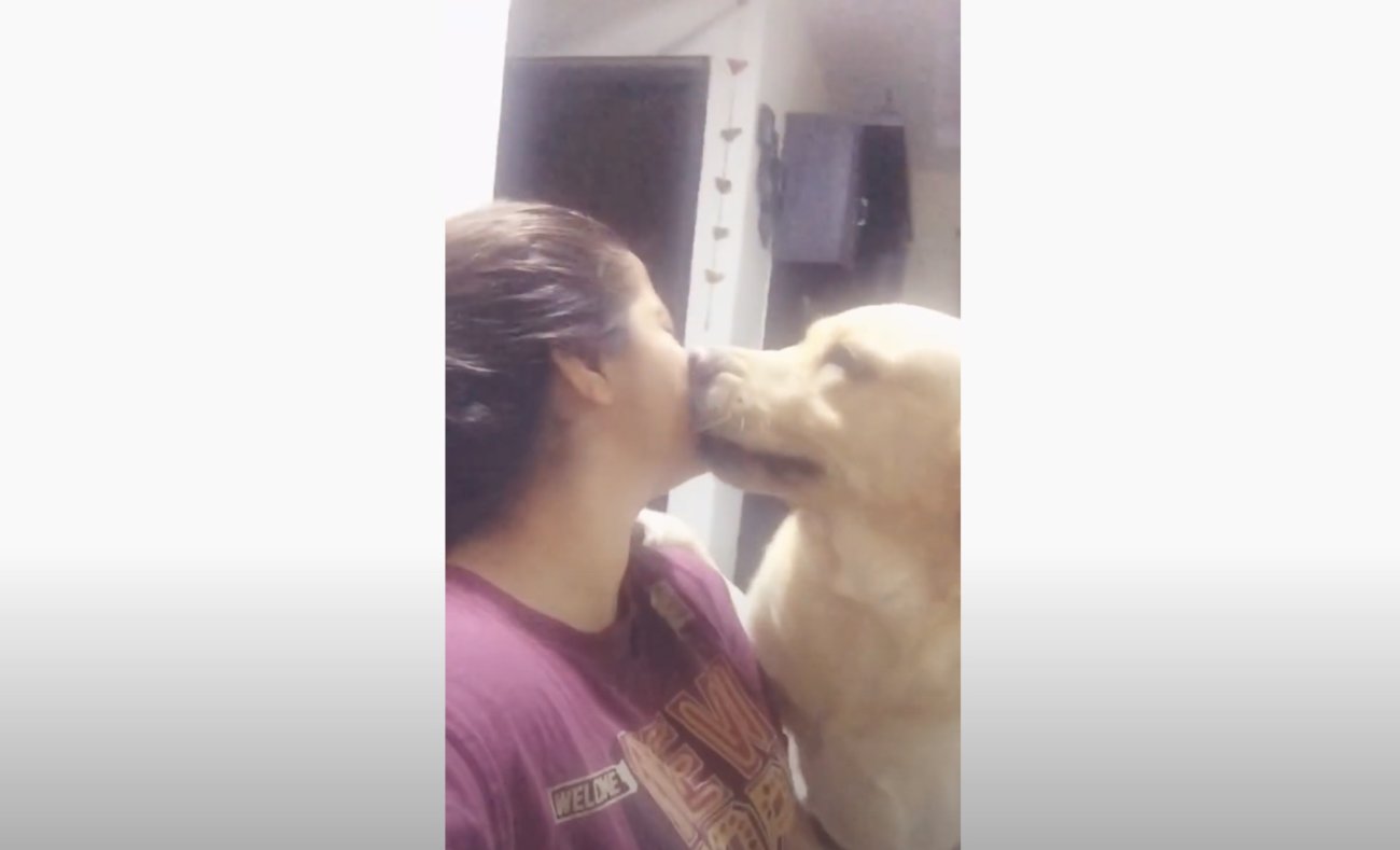 ラブラドールレトリーバー,動画