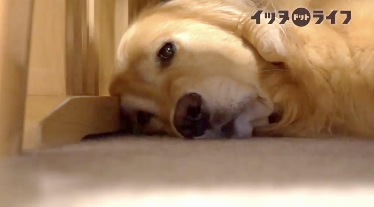 ゴールデン,動画,イッヌドットライフ