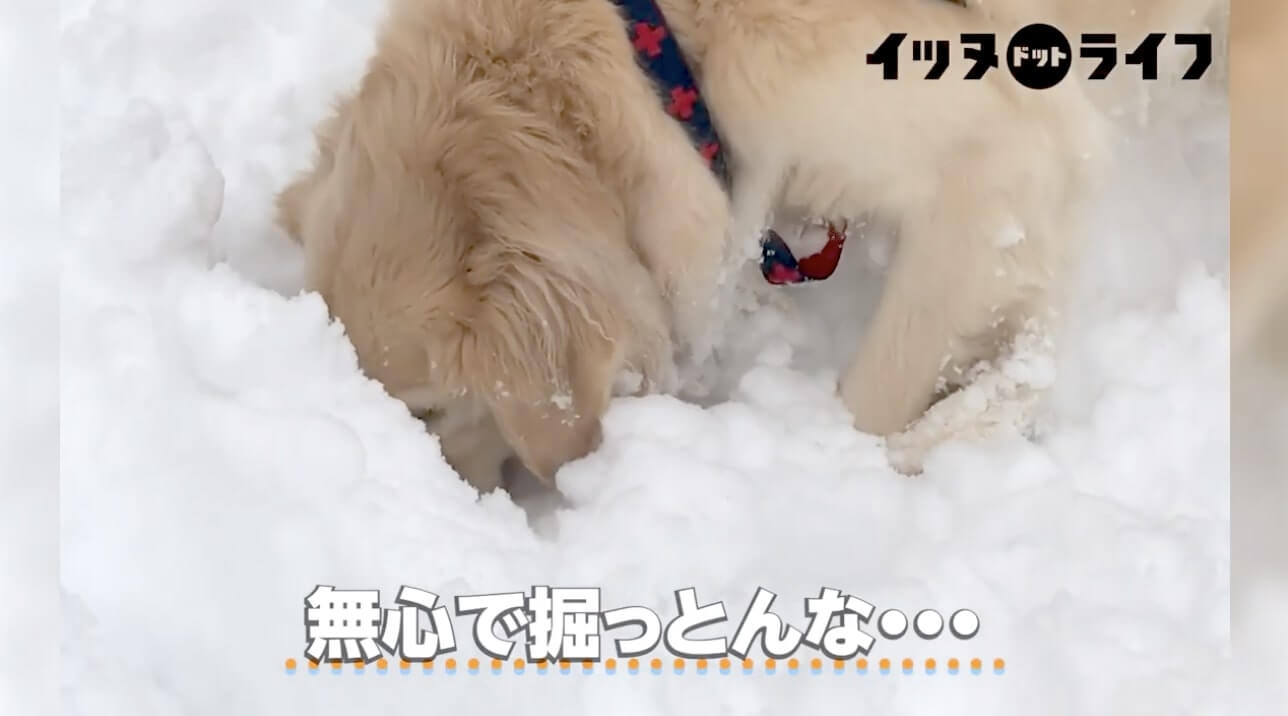 ゴールデン,動画,イッヌドットライフ