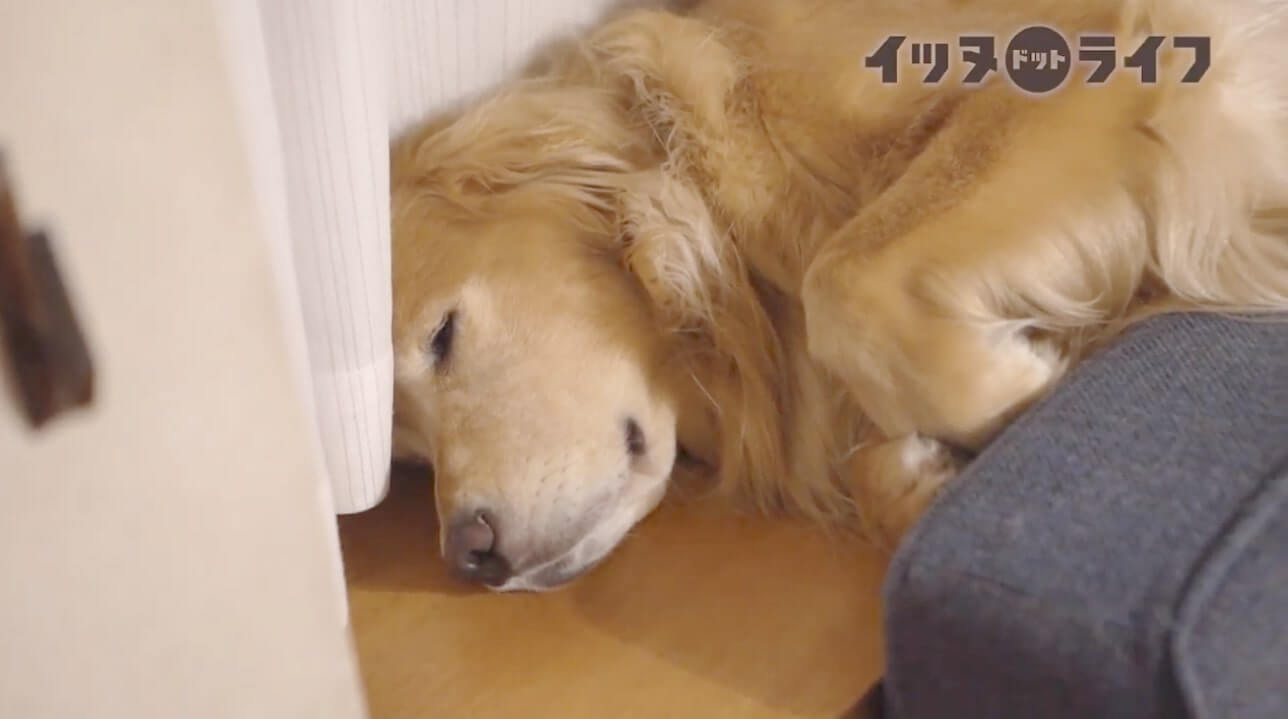 ゴールデン,動画,イッヌドットライフ