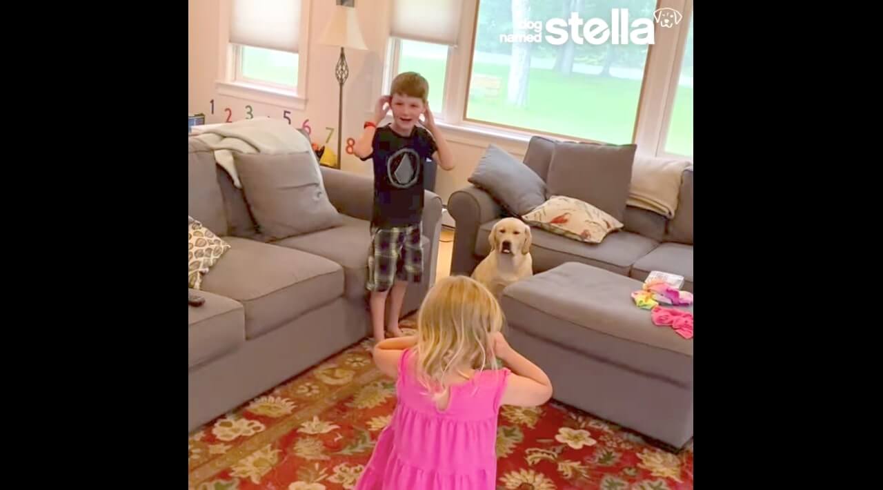 ラブラドールレトリーバー,動画