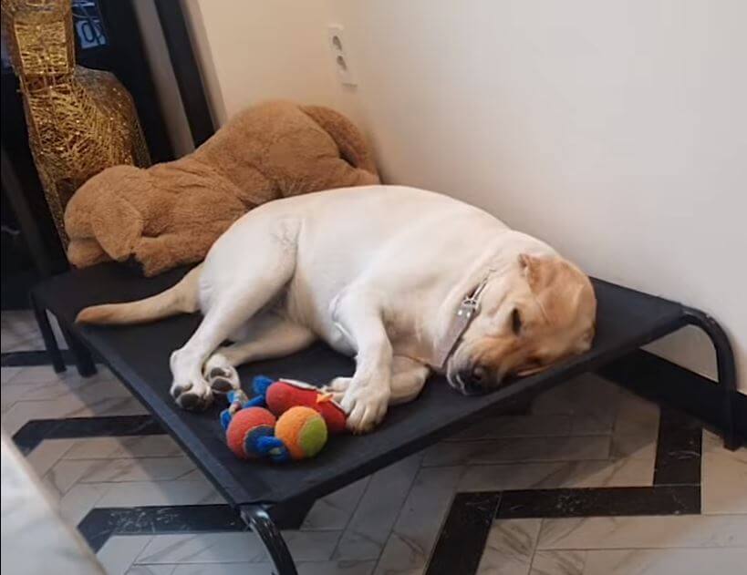 ラブラドールレトリーバー,動画