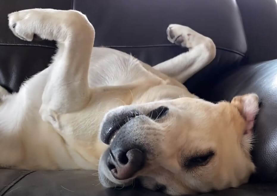 ラブラドールレトリーバー,動画