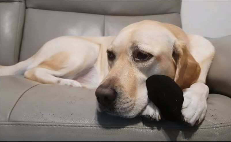 ラブラドールレトリーバー,動画