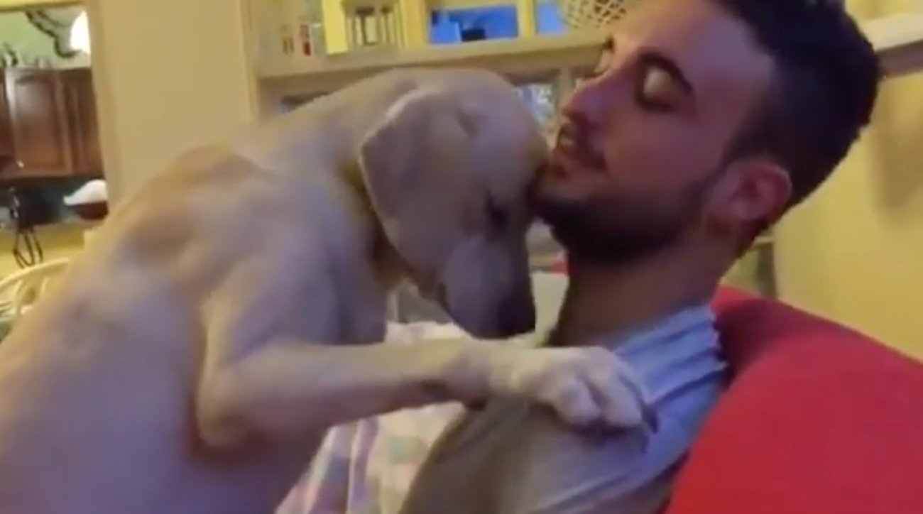 ラブラドールレトリーバー,動画