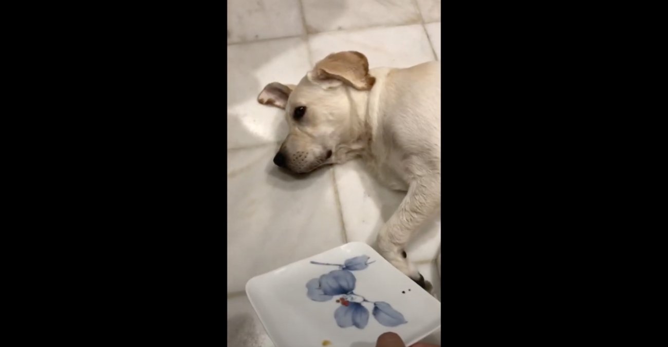 ラブラドールレトリーバー,動画