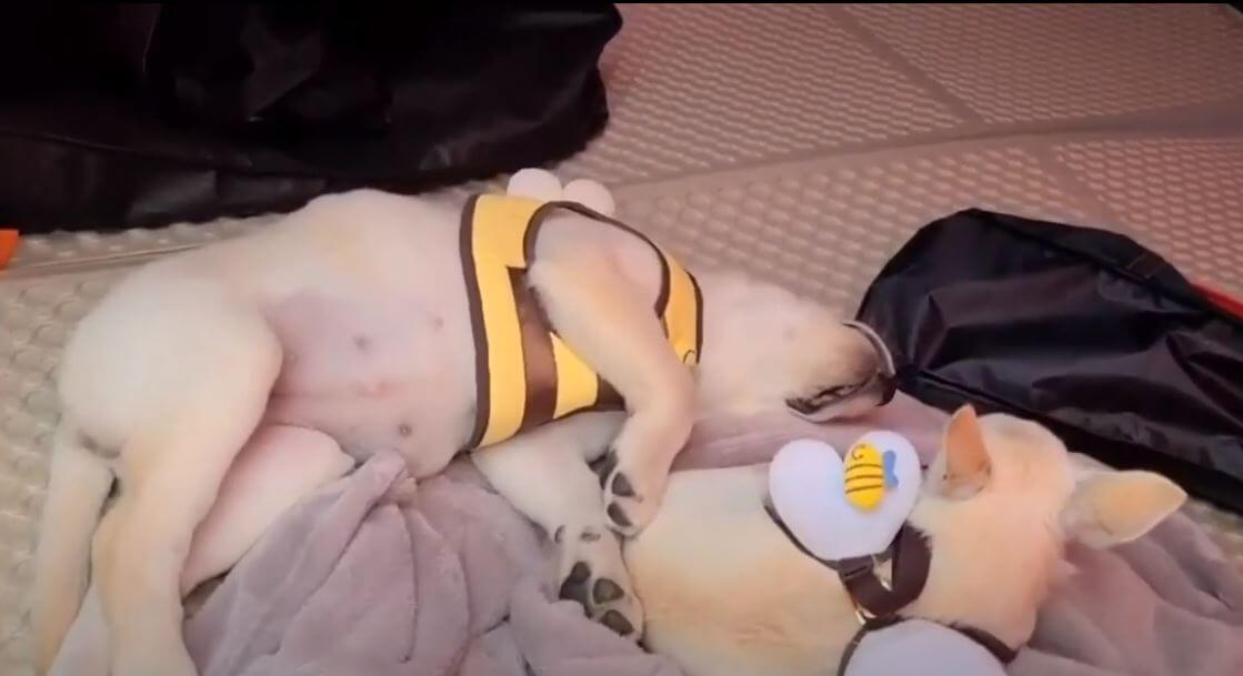 ラブラドールレトリーバー,動画