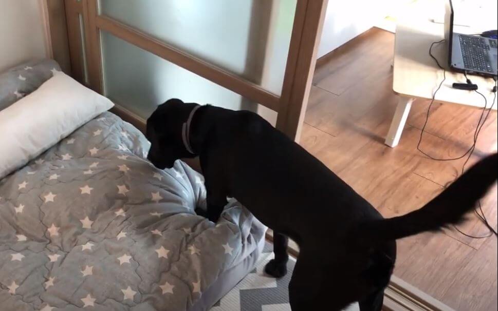 ラブラドールレトリーバー,動画