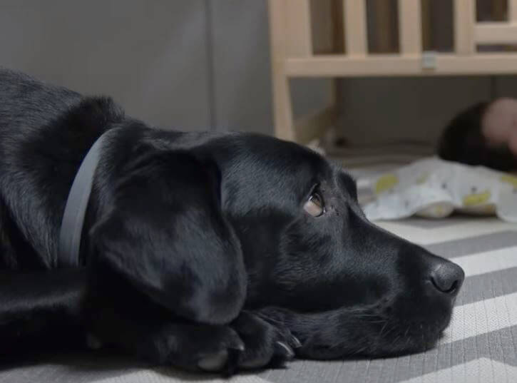 ラブラドールレトリーバー,動画