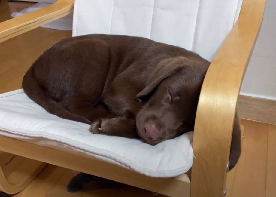 ラブラドールレトリーバー,動画