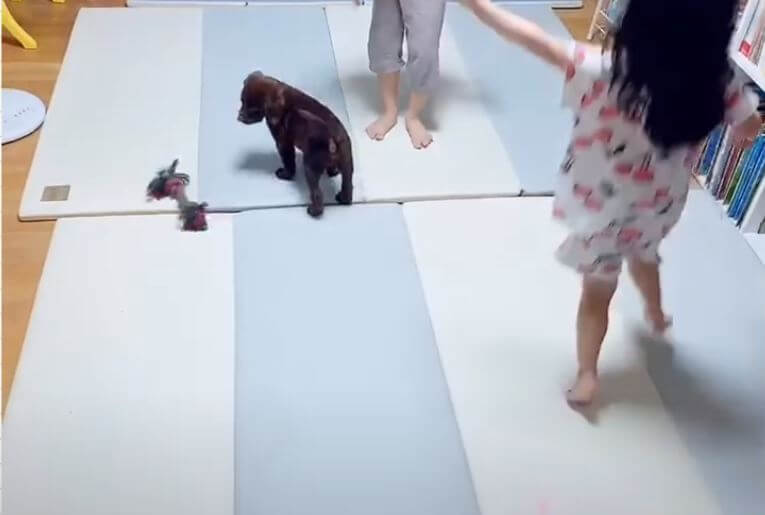 ラブラドールレトリーバー,動画