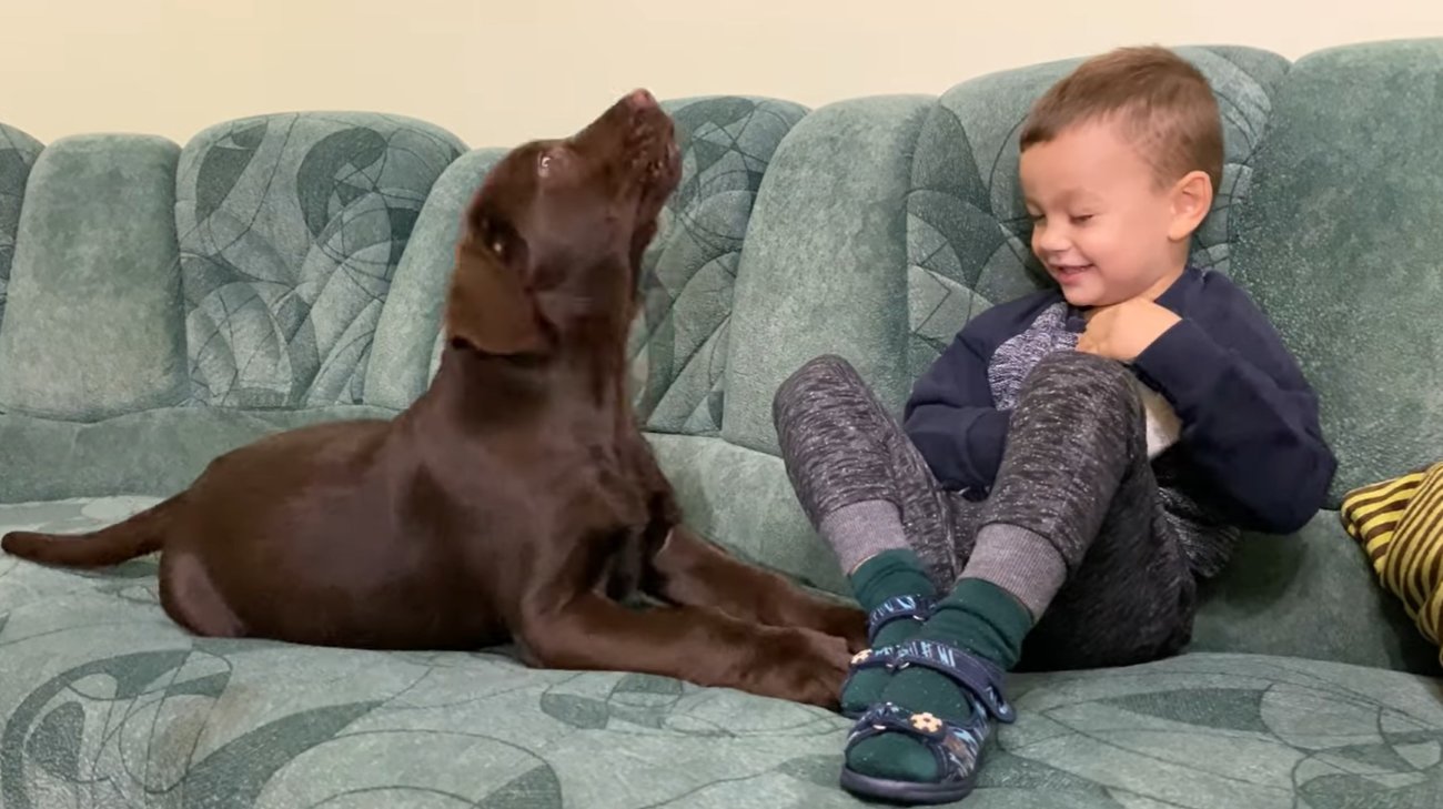 ラブラドールレトリーバー,動画