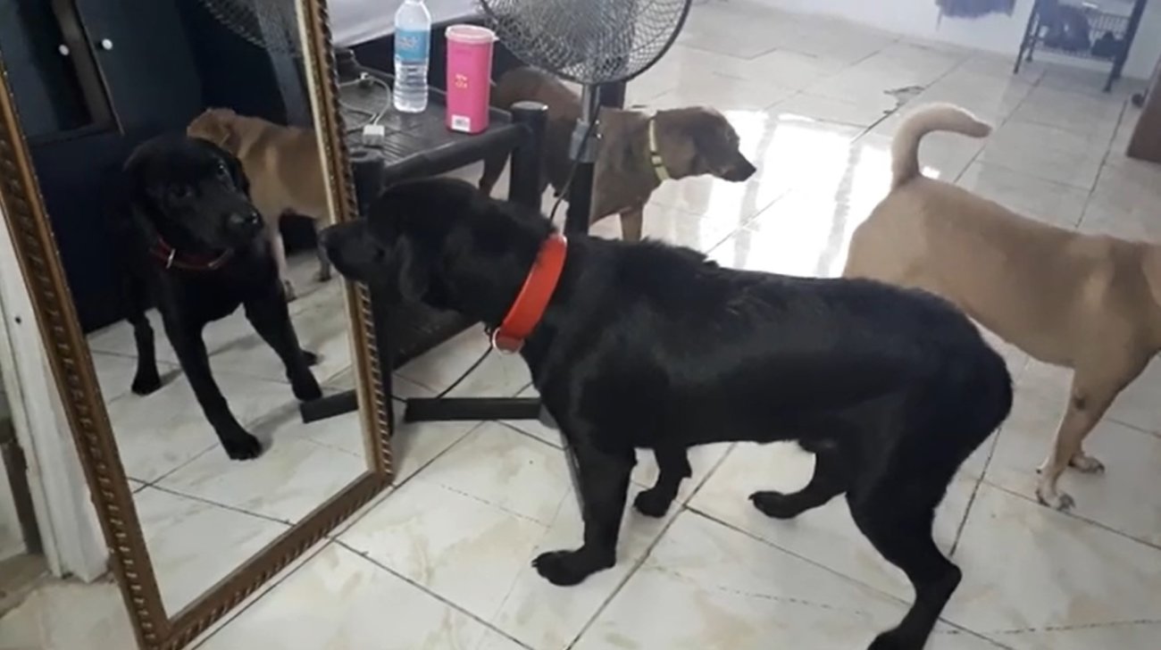 ラブラドールレトリーバー,動画