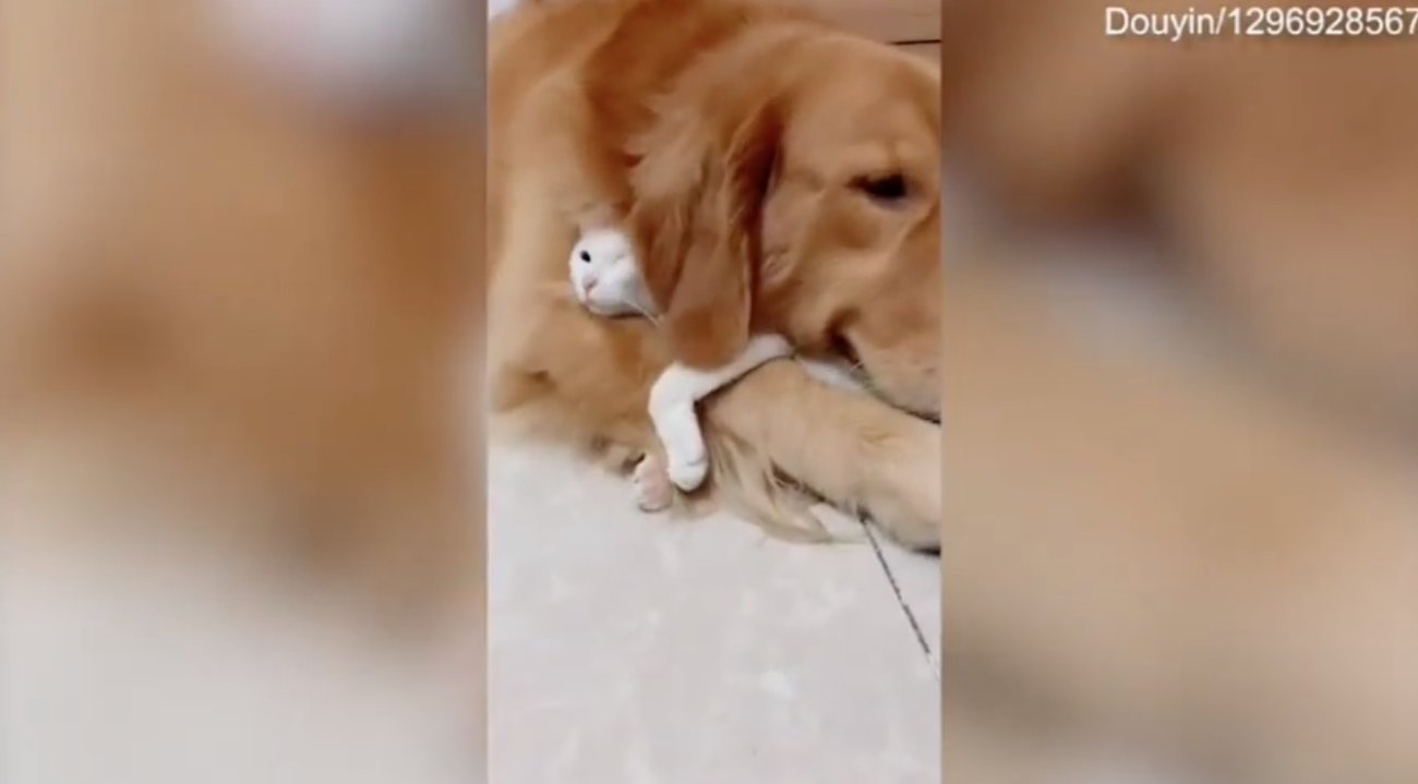 ゴールデンレトリーバー,動画