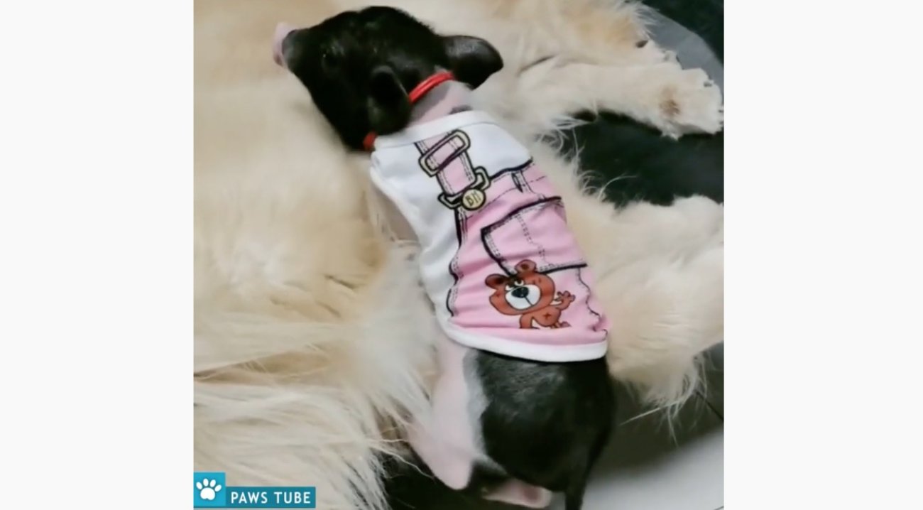 ゴールデンレトリーバー,動画