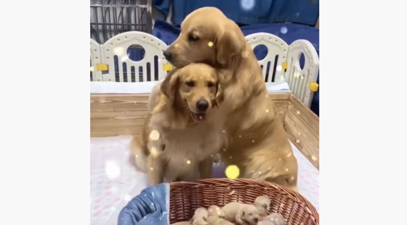 ゴールデンレトリーバー,動画