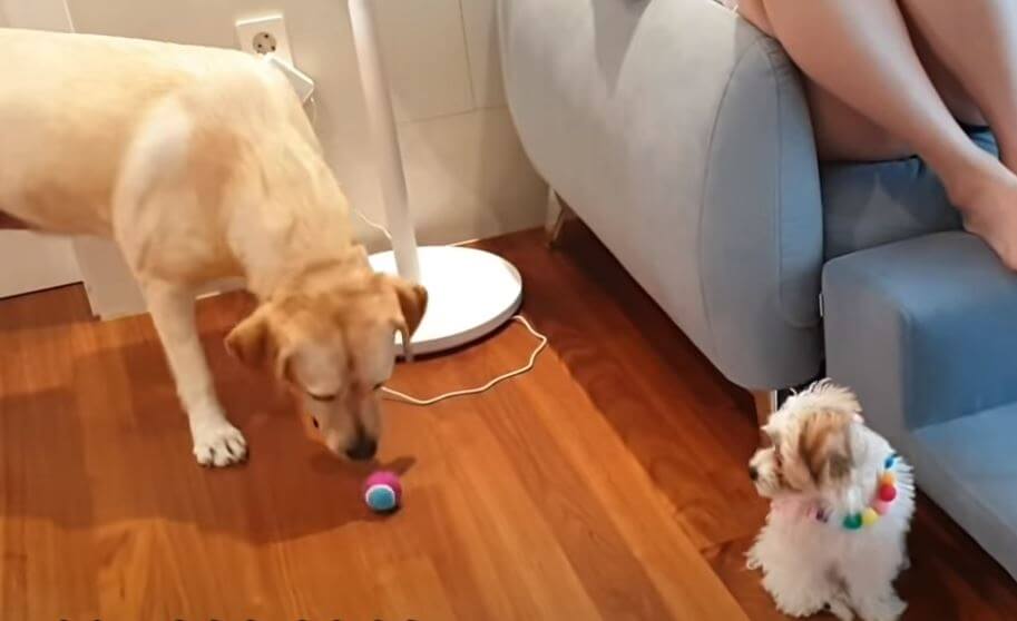 ラブラドールレトリーバー,動画