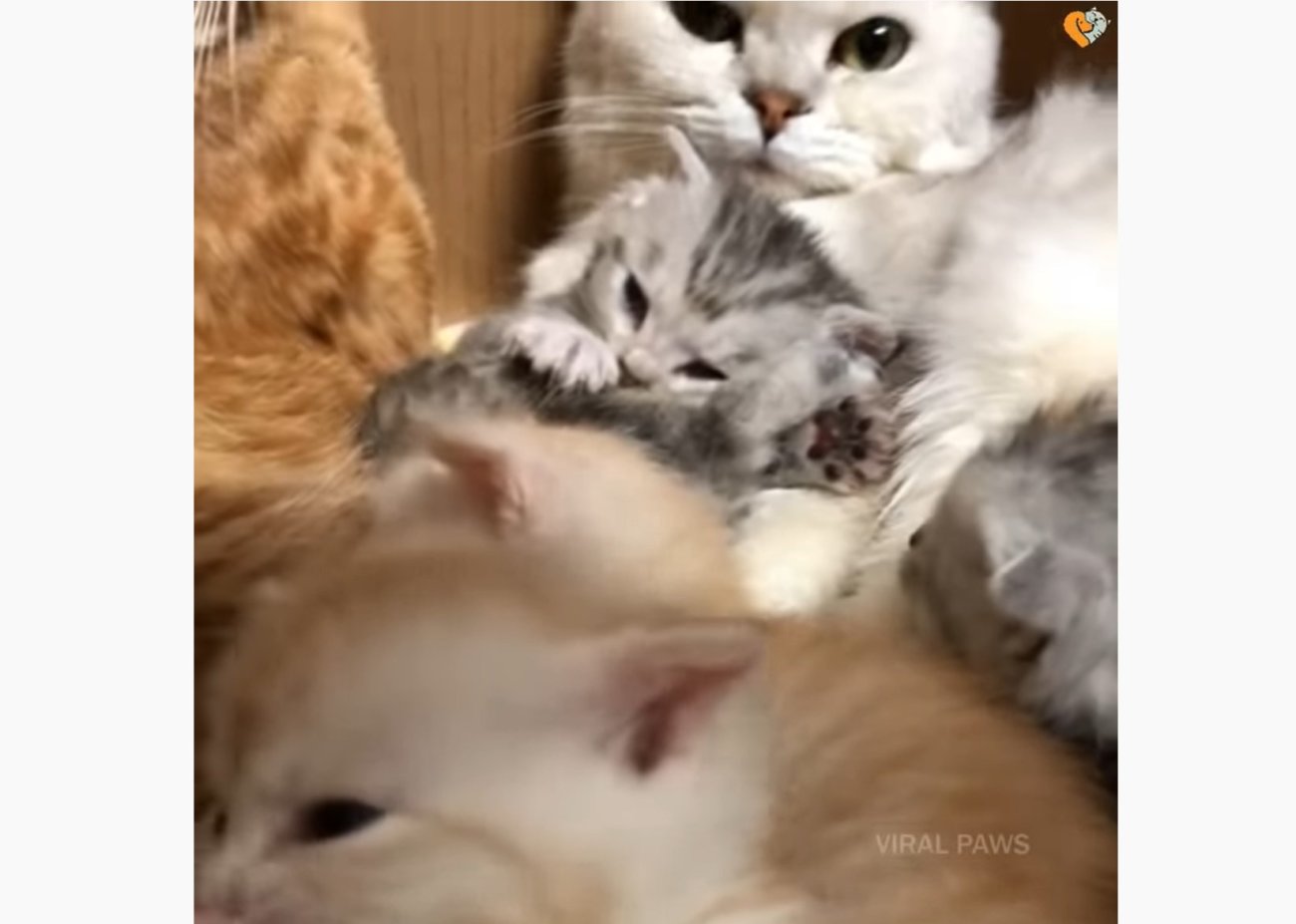 ゴールデンレトリーバー,動画