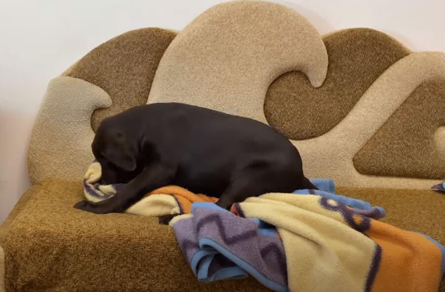 ラブラドールレトリーバー,動画