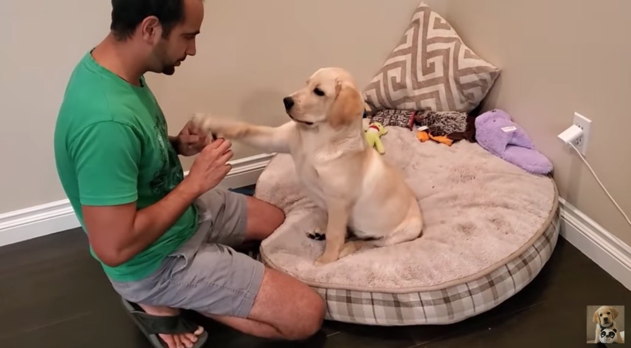 ラブラドールレトリーバー,動画