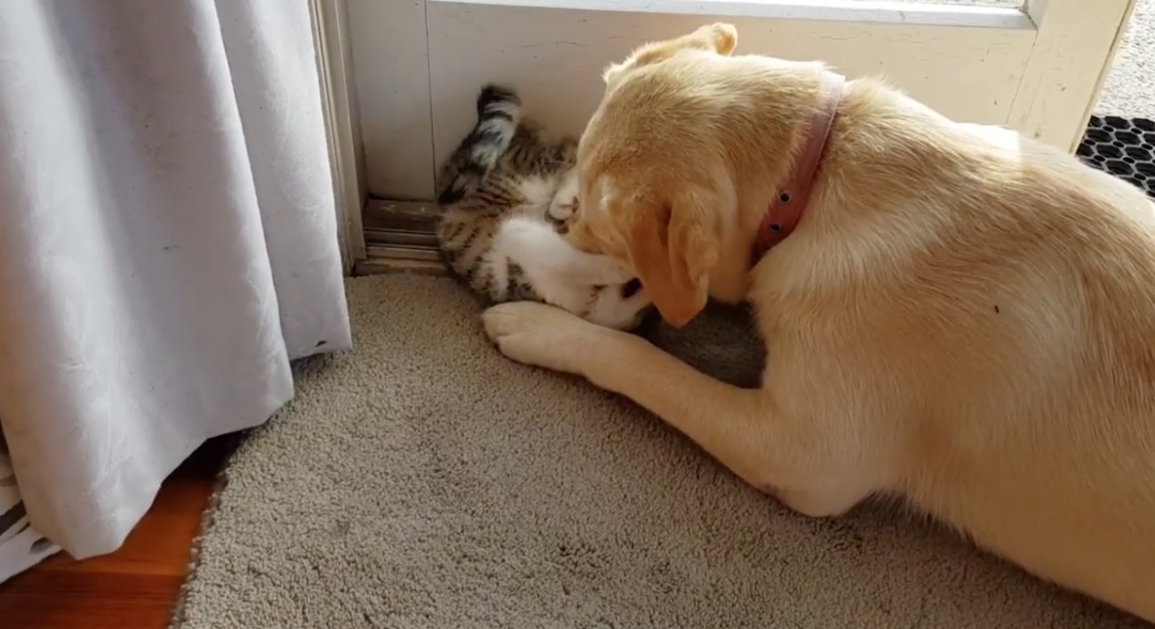 ラブラドールレトリーバー,動画