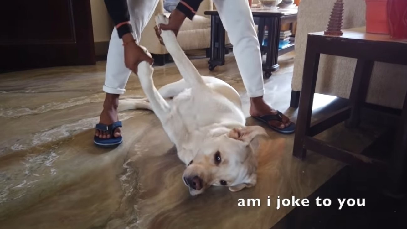 ラブラドールレトリーバー,動画