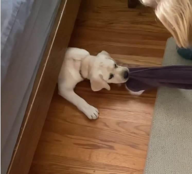 ラブラドールレトリーバー,動画