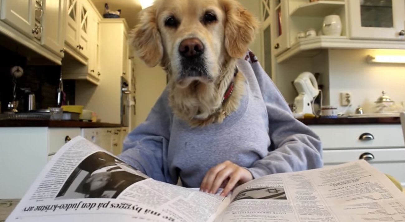 ゴールデンレトリーバー,動画