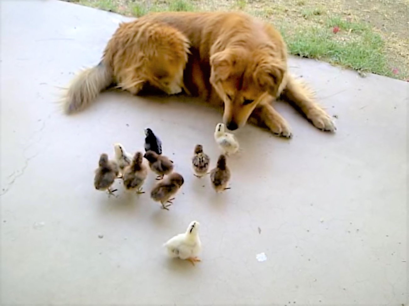 ゴールデンレトリーバー,動画