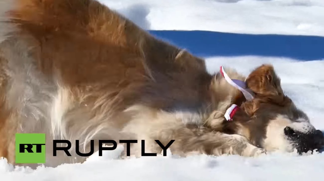 ゴールデンレトリーバー,動画