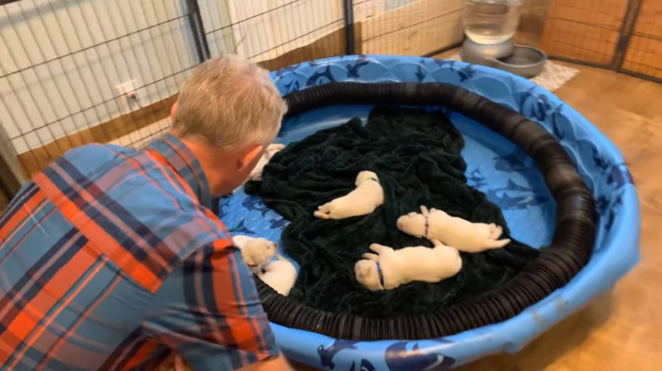 ラブラドールレトリーバー,動画