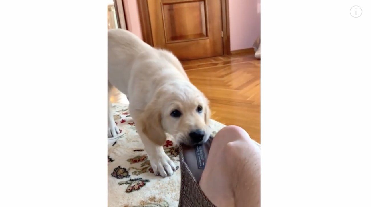 ゴールデンレトリーバー,動画