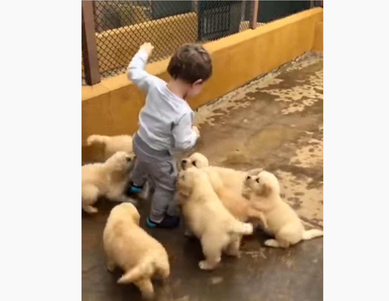 ゴールデンレトリーバー,動画