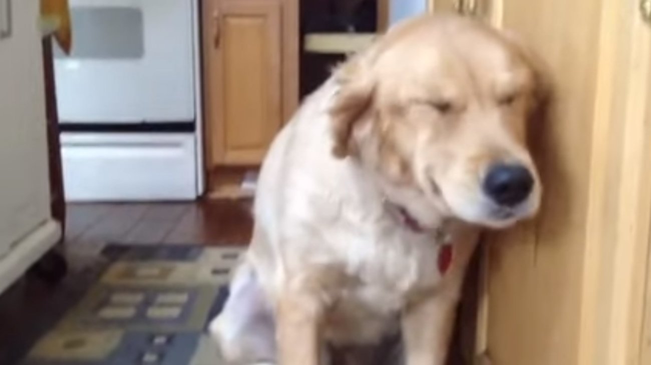 ゴールデンレトリーバー,動画