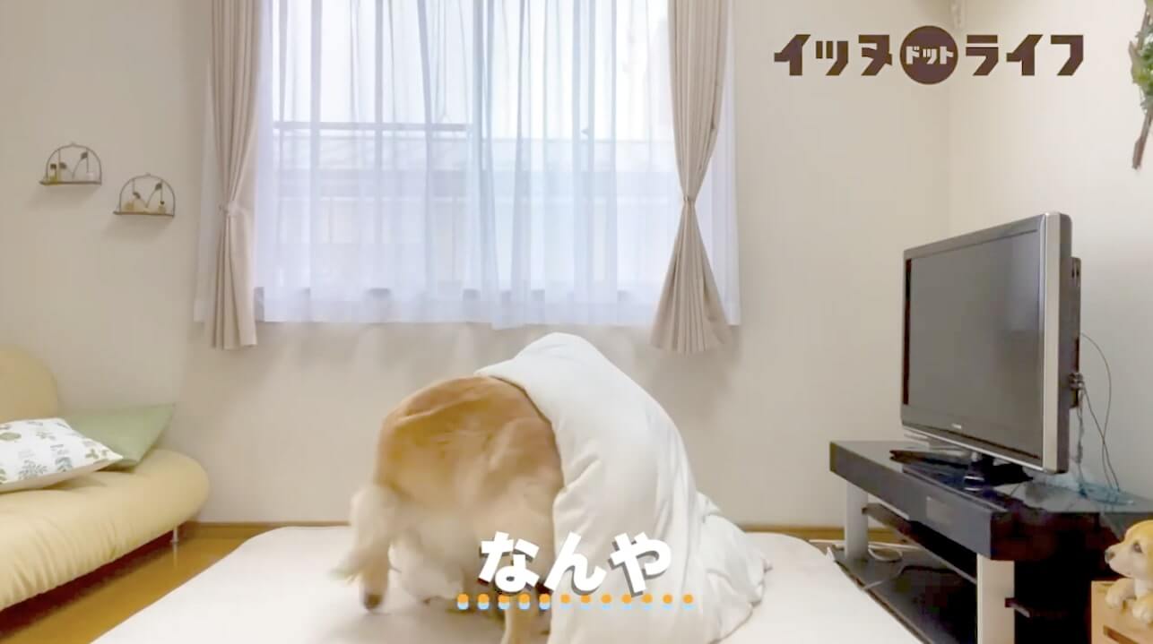 ゴールデン,動画,イッヌドットライフ