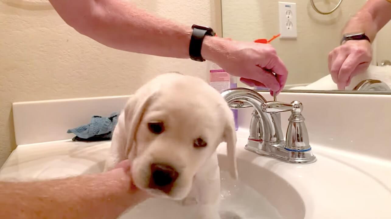 ラブラドールレトリーバー,動画