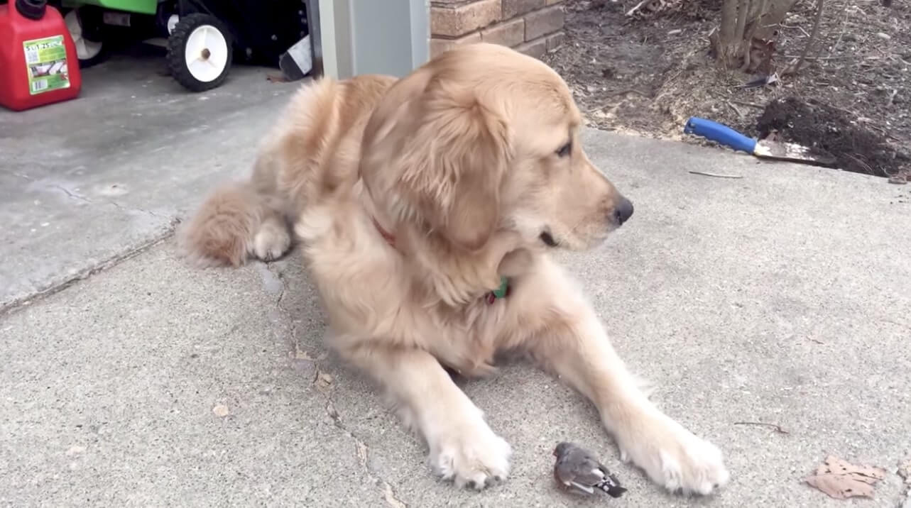 ゴールデンレトリーバー,動画