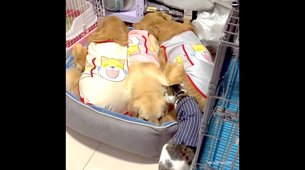 ゴールデンレトリーバー,動画