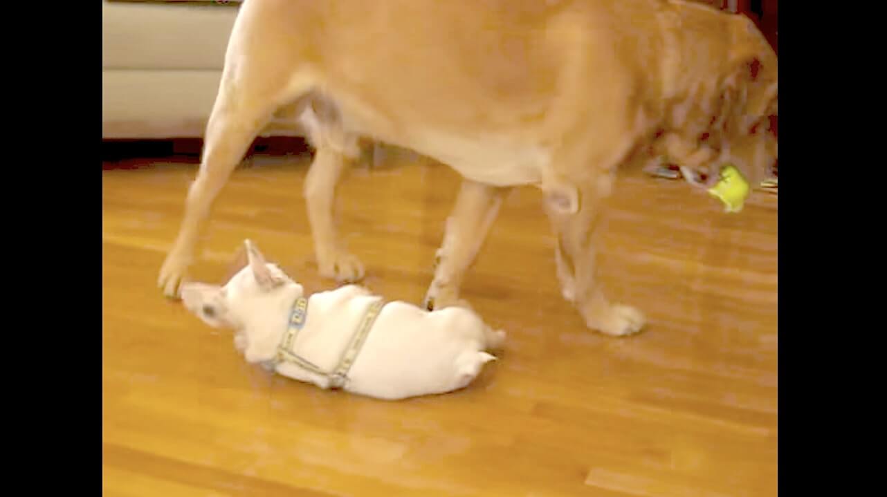 ラブラドールレトリーバー,動画