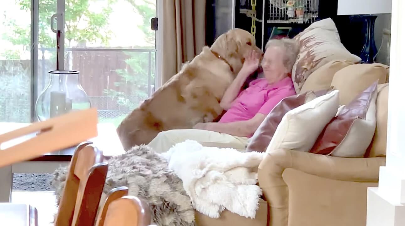 ゴールデンレトリーバー,動画