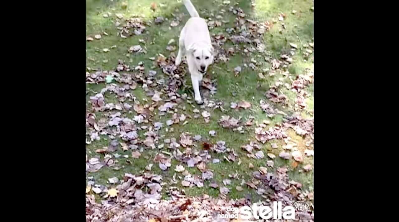 ラブラドールレトリーバー,動画