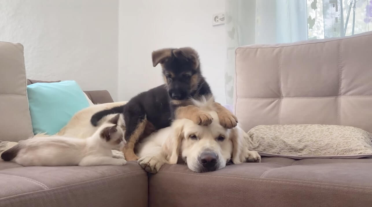 ゴールデンレトリーバー,動画