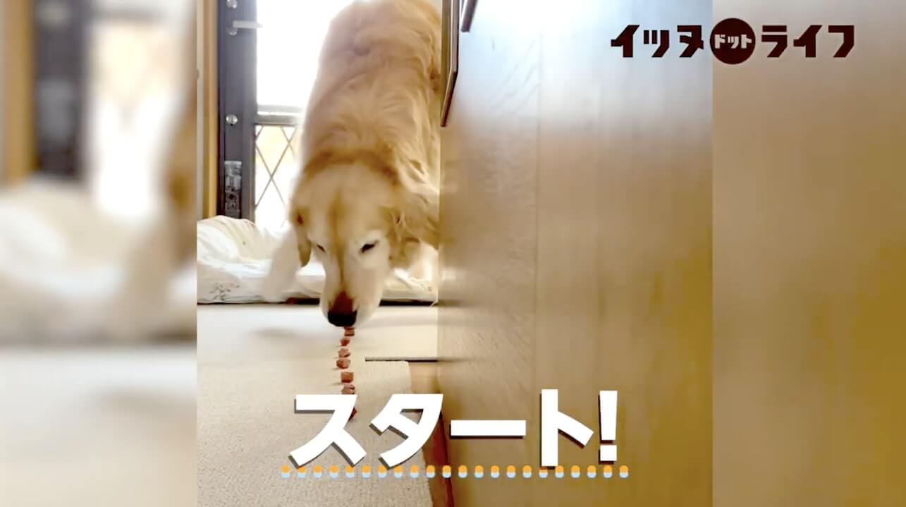 ゴールデン,動画,イッヌドットライフ