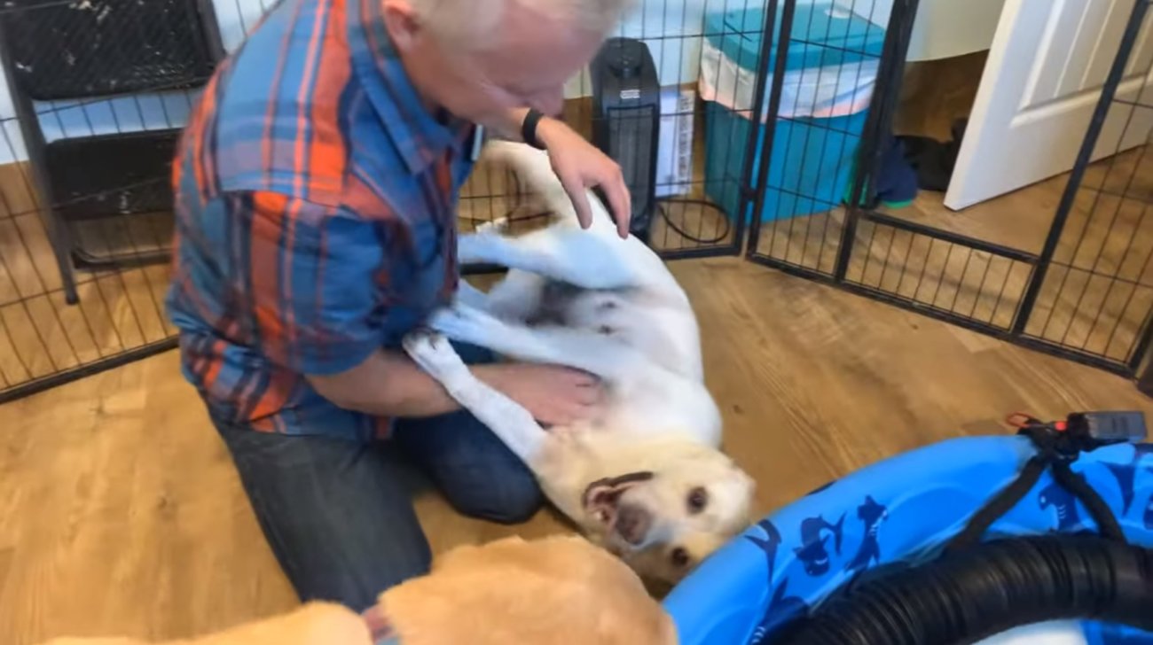 ラブラドールレトリーバー,動画