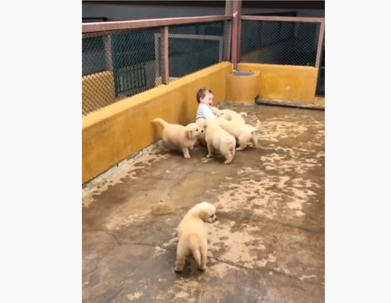 ゴールデンレトリーバー,動画